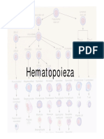 118530625-hematopoieza.pdf