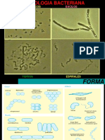 3.-Morfologia y Estructura Bacteriana