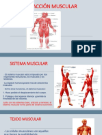 2.contraccióm Muscular