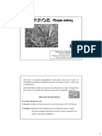 Arroz - Oryza Sativa.pdf