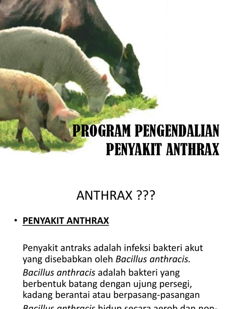 Pengendalian Penyakit Antraks pada Hewan | PDF
