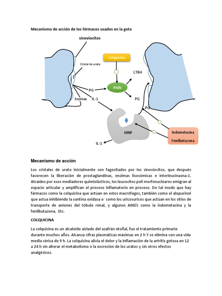 Mecanismo de Acción de Los Fármacos Usados en La Gota