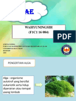 Wahyuningsih (f1c116084) Metabolisme Alga