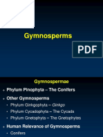 Kuliah 5. Gymnospermae 