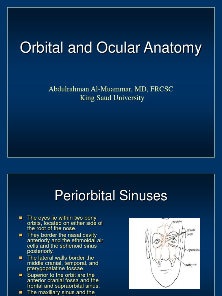 Orbital Anatomy and Optic Tract Overview | PDF | Facial Features ...