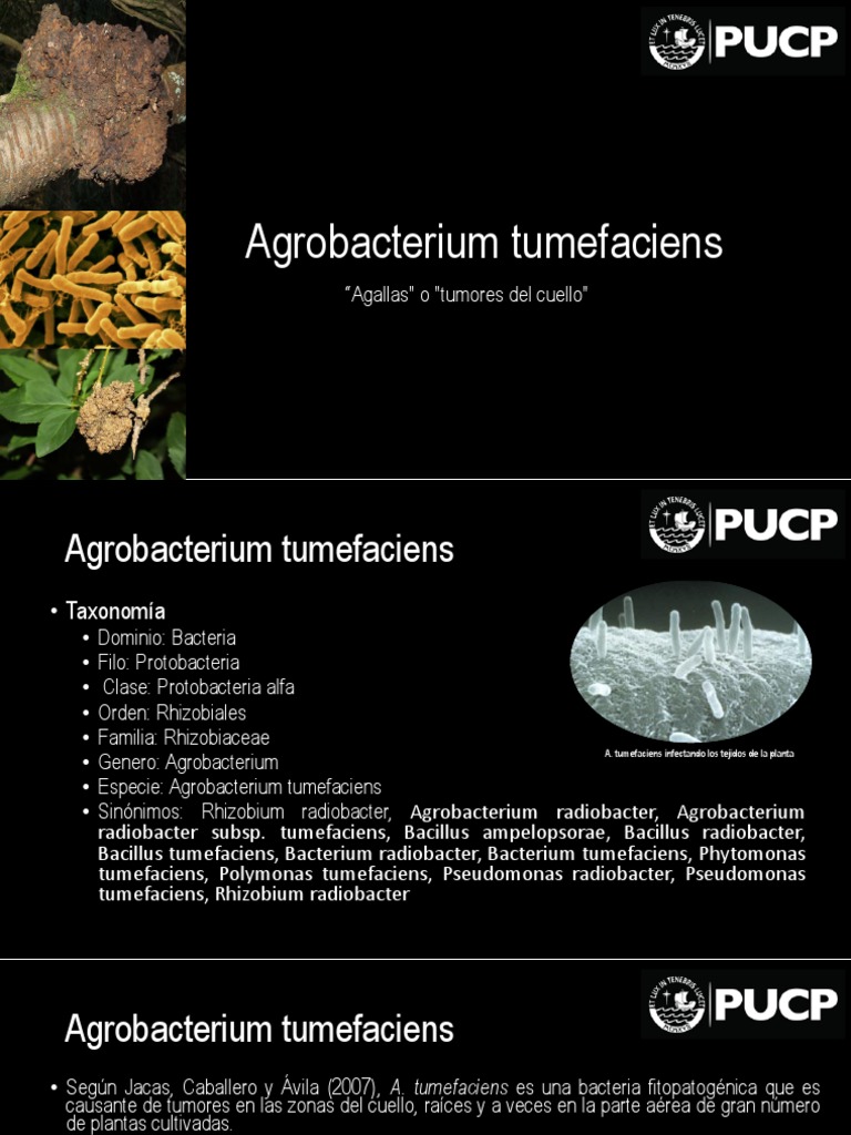 Agrobacterium tumefaciens: Patología y Genética | PDF | Organismo ...