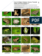 1077 Venezuela Amphibians and Reptiles of Guaquira