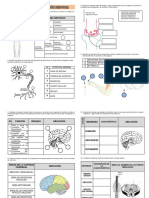Practica Sistema Nervioso