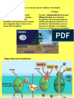 PPT 3ª Unidad, clase 3, Fase Oscura y Factores de la Fotosíntesis