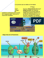 3 Unidad, Clase 3, Fase Oscura y Factores de La Fotosíntesis