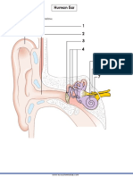 Human Ear: Label The Parts of The Ear Below