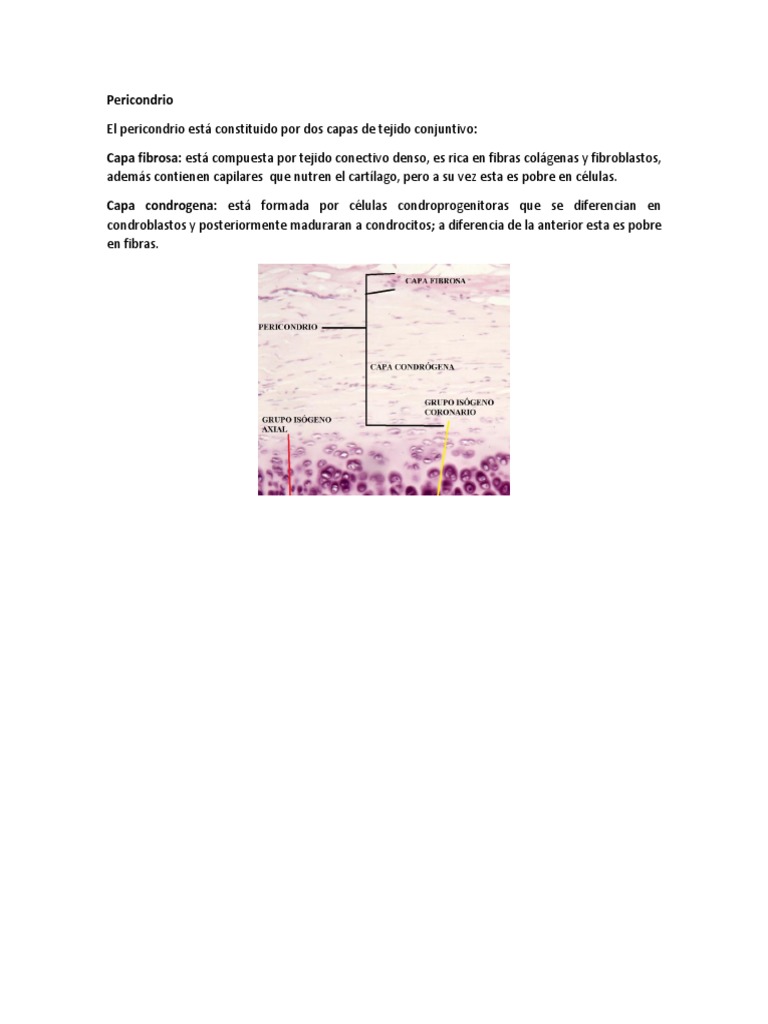 Pericondrio PDF