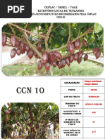 Clones de Cacaueiros Autocompativeis Recomendados Pela Ceplac - 2018
