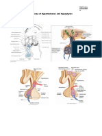 Anatomy of Hypothalamus and Hypophysis