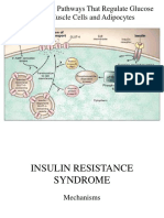 Insulin Signaling Pathways in Muscle and Adipose Tissue