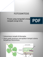 fotosintesis