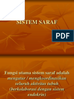 Sistem Saraf