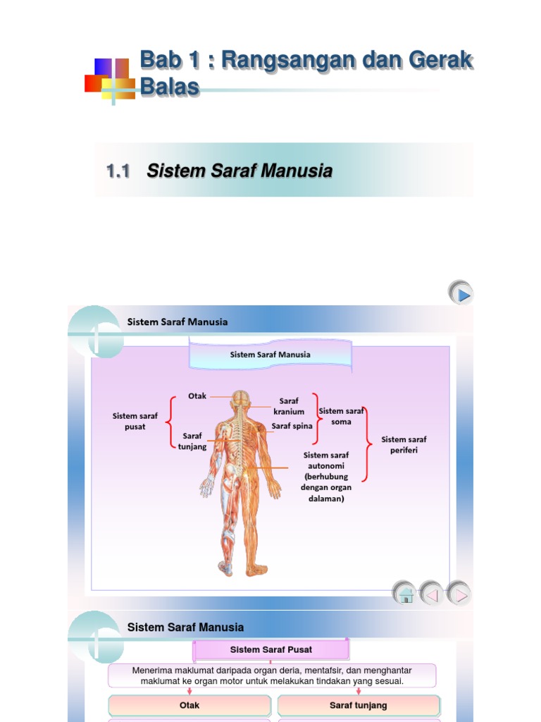 1 1 Sistem Saraf Manusia Pdf