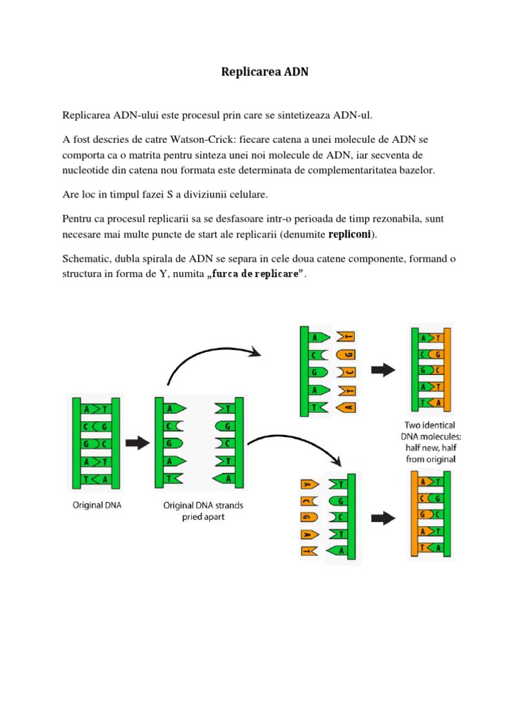 Replicarea ADN | PDF