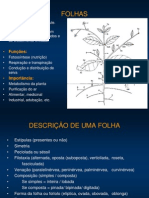 Morfologia_folha