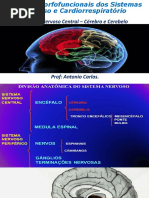 Neuroanatomia