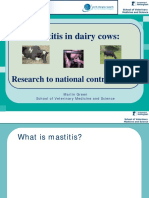 Mastitis in Dairy Cows