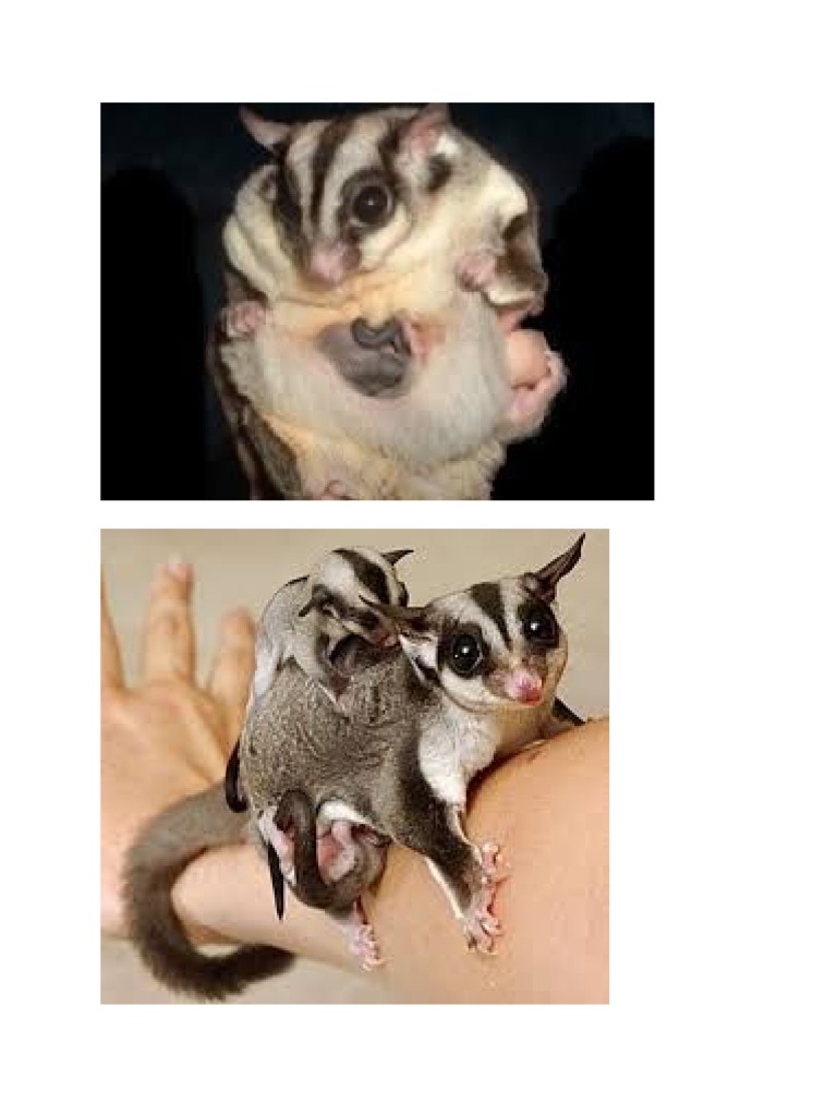Sugar Glider Life Cycle PDF