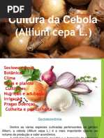 cebola