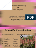 Production Technology of Red Sorghum: Jerome C. Domingo Agronomy IV-A