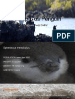 Galápa Os Penguin: Gavin