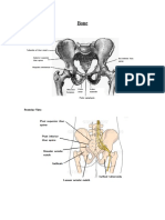 Bone Anatomy Atlas