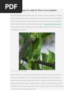 8 Soluciones Para La Caída de Flores en Tus Plantas