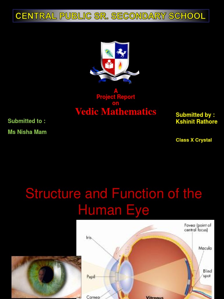 Structure and Function of The Human Eye | PDF | Visual System | Eye
