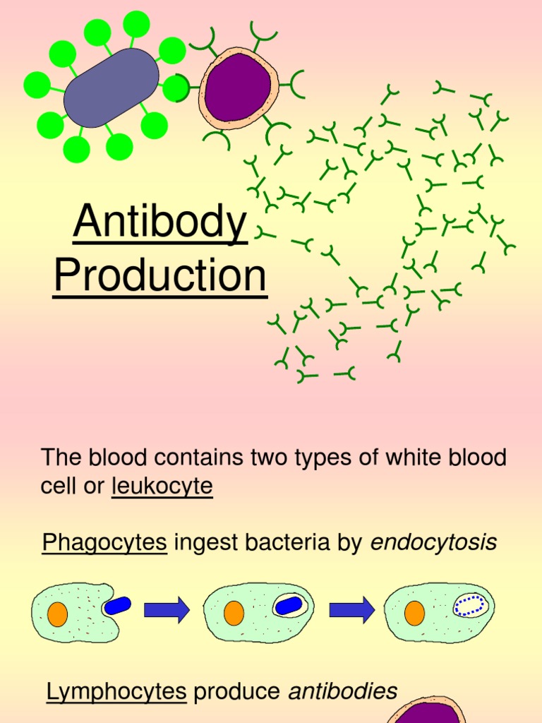 Antibody Production B Cell Antigen
