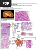 Renal Block 2