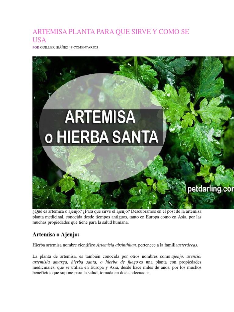 Artemisa Planta Para Que Sirve Y Como Se Usa Bebidas Bienestar