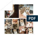 Gambar Kucing Ukuran 150 CM X 180 CM