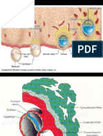 EmbriologieRom2 PDF