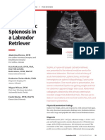 Intrahepatic Splenosis in A Labrador Retriever PDF