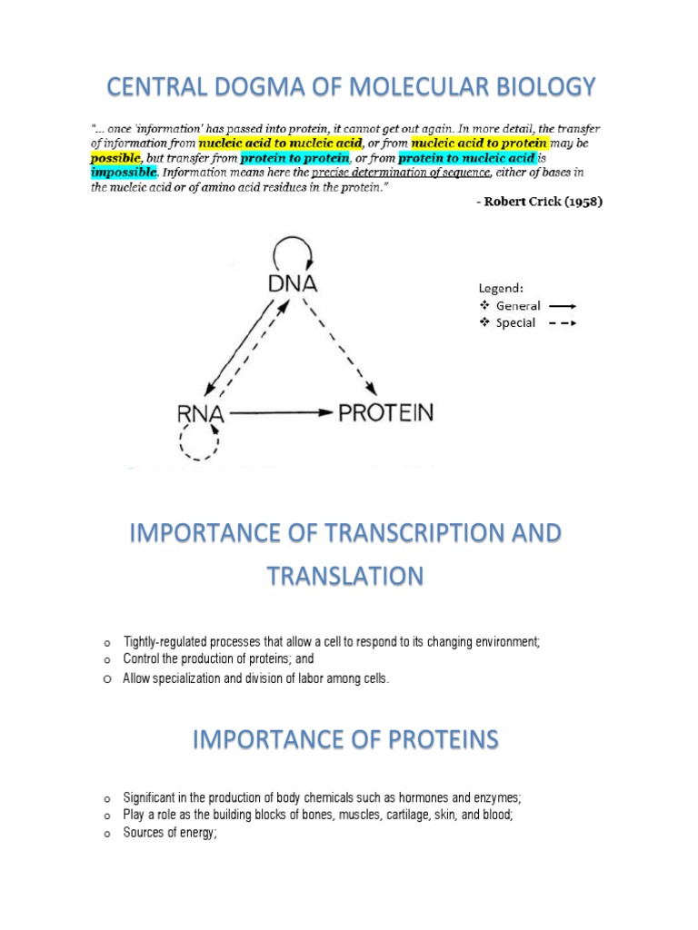 RNA Transcription Process Explained | PDF | Rna | Messenger Rna