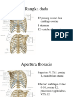 THORAX