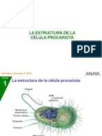 4BG 01 Celula Procariota