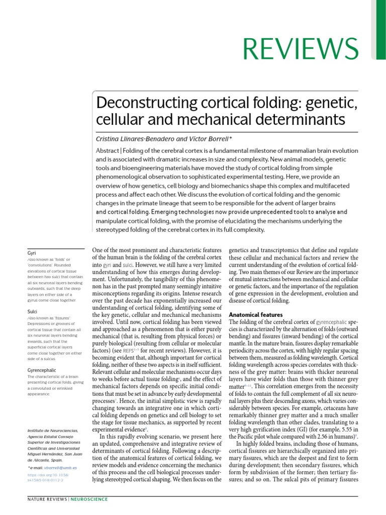 Cortical Folding: Genetics and Mechanics | PDF | Cerebral Cortex ...