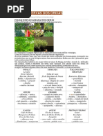 Folhas e Ervas Dos Orixás