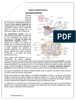 Sistema vestibular detecta movimientos de la cabeza