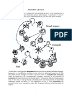 Plasmodium life cycle.PDF
