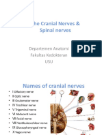 (K33)cranial and spinal nerve.ppt