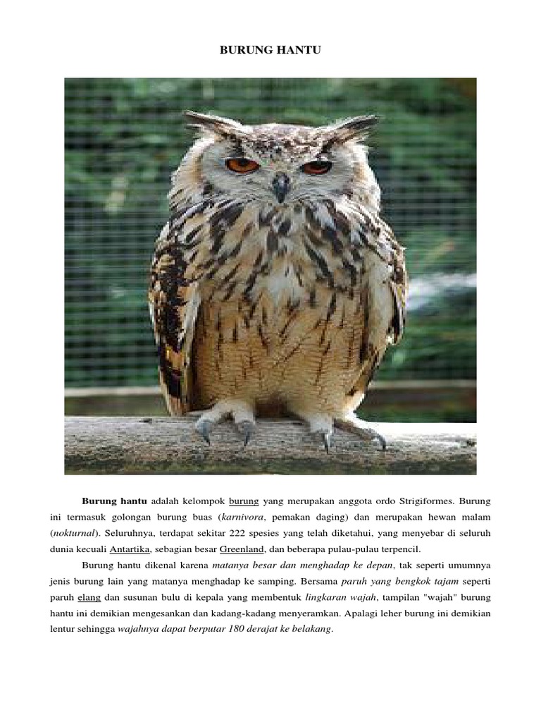 55 Mendeskripsikan Burung Hantu Dalam Bahasa Inggris HD