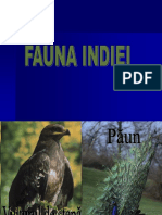 India Fauna