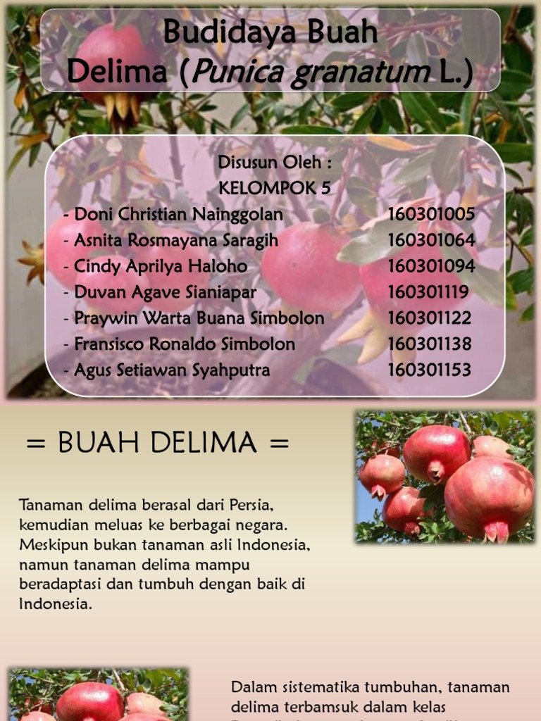 Budidaya Tanaman Delima Dalam Pot | PDF